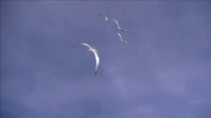 ФУТАЖ ПТИЦЫ В НЕБЕ