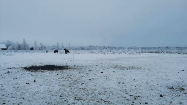 Зимний день. Кони. смотреть онлайн