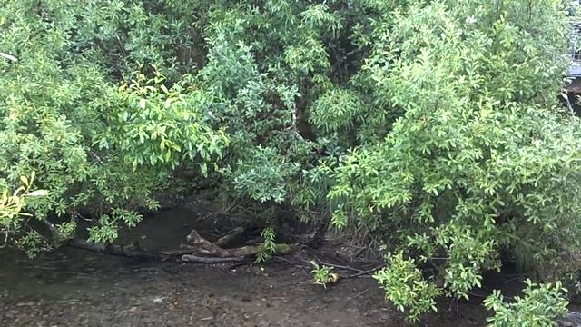 Медведь на Аляске. смотреть онлайн