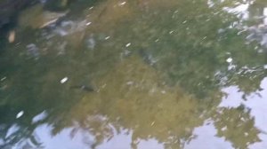 Малек форели в пруду купить