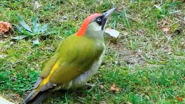 Зелёный дятел (лат. Picus viridis) смотреть онлайн