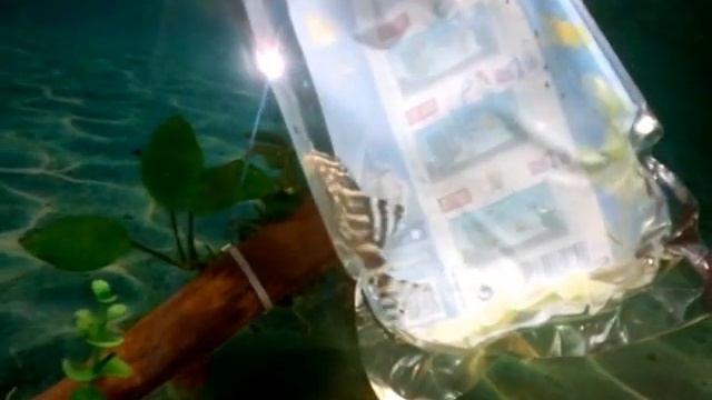 L СОМЫ ПОСЫЛКА ИЗ ГЕРМАНИИ PANAGUE L 204 смотреть онлайн