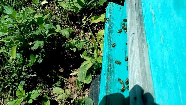 Дожди закончились, началась работа на пасеке! смотреть онлайн