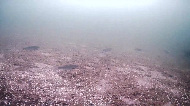 моя подводная камера FocusFish (2)