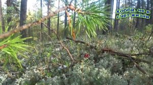 Сбор брусничного листа