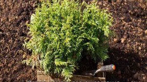 Туя в горшке: выращивание в домашних условиях