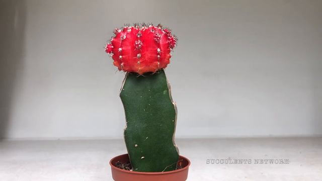 How To Grow & Care For Moon Cactus смотреть онлайн