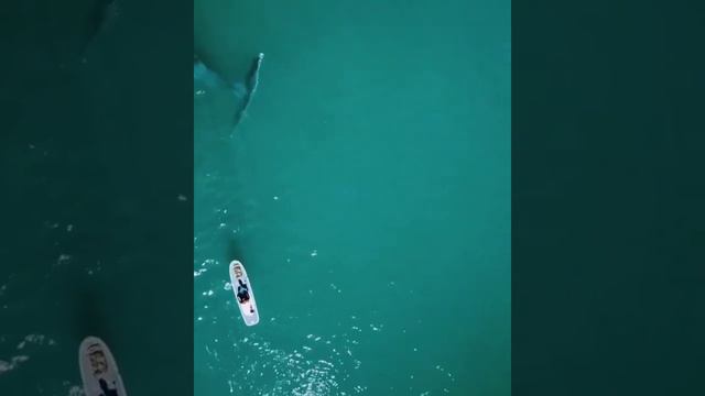 Охотское море смотреть онлайн