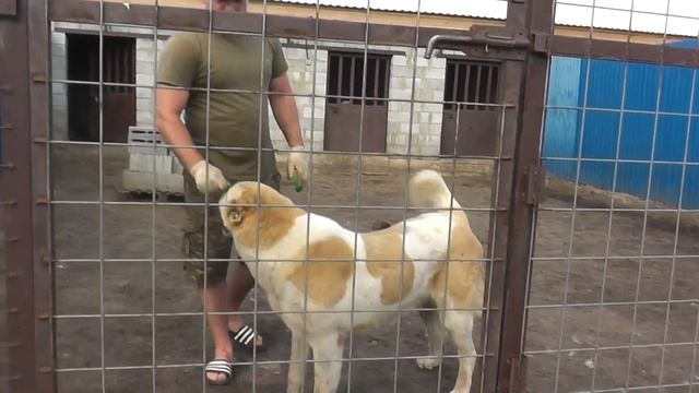 Питомник "С верхнего Дона" вл. Владимир и Наталия Русаковы смотреть онлайн