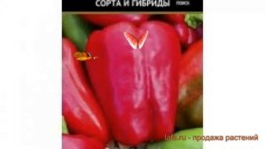Перец сладкий Красные щечки (krasnye shchechki) ? обзор: как сажать, семена перца Красные щечки