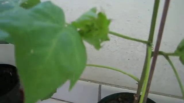 Pianta del cotone in fiore - Gossypium herbaceum смотреть онлайн