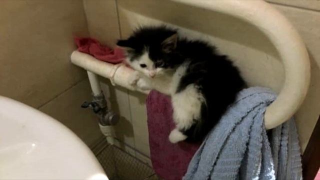 Пёс настойчиво потянул хозяйку к яме, то что там нашли трогает до слёз! смотреть онлайн