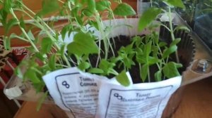 Рассада томатов Яблонька России