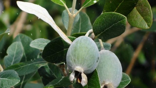 Как выращивать фейхоа в домашних условиях из семян смотреть онлайн