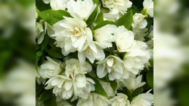 САМЫЕ ЛУЧШИЕ декоративные кустарники для сада! Подходят для живой изгороди! ЗИМОСТОЙКИЕ смотреть онлайн