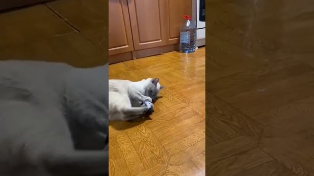 Кот Пушок и мятная рыбка