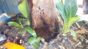 Банан комнатный!Уход!!!