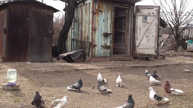 ГОЛУБИ ЖДУТ СВОЙ ВЕТЕРОК!!!05.04.21г. смотреть онлайн