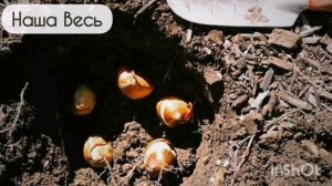 Мускари - уход.