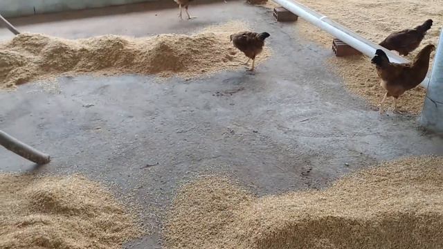 Mudança Urgente Que Fizemos No Criatório