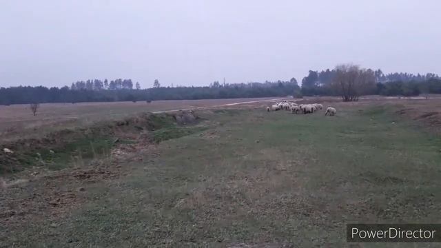Перегон овец на выпас и обратно в овчарню. Работа бордер колли смотреть онлайн