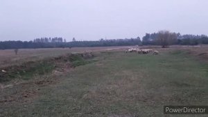 Перегон овец на выпас и обратно в овчарню. Работа бордер колли