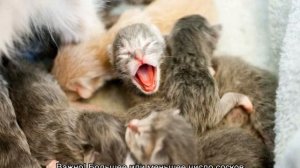 Сколько сосков у кошки, есть ли у котов