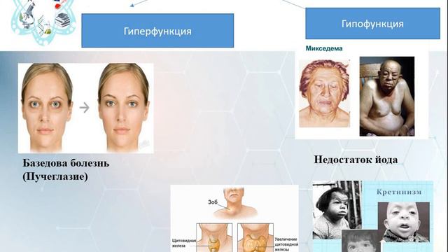 Эндокринная система Железы, биология, Почтарь О Ю , ШЛ №17 смотреть онлайн