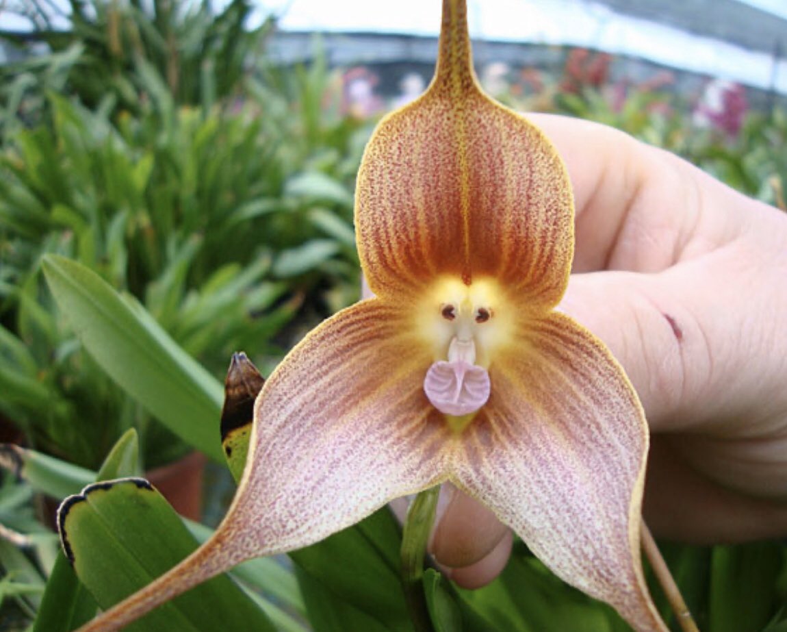 Необычные орхидеи: 12 изумительных сортов причудливой формы - описание, фото и интересные факты смотреть онлайн
