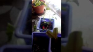 Комнатная мимоза. Недотрога.