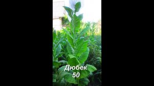 ДНЕВНИК ТАБАКОВОДА № 29 ( 12.07 Обзор сорта табака Дюбек 50 ) ТАБАК