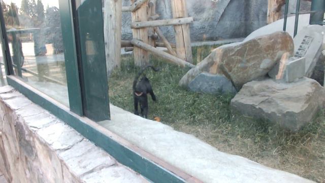 Ижевский Зоопарк, 16 Июля 2013 Года - 013 смотреть онлайн