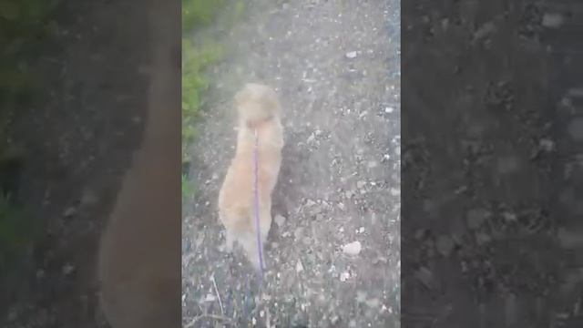 Самая весёлая прогулка с собакой!+мёртвый кот?? смотреть онлайн