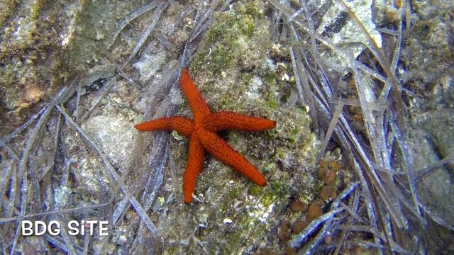 Подводный мир Эгейского моря (Ситония, Халкидики) смотреть онлайн