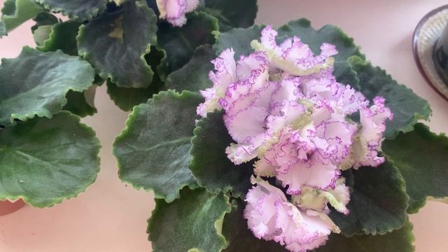 Вы должны это знать !!!!! Обзор фиалки АВ Криналин смотреть онлайн