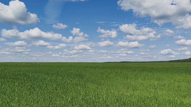 Поле. ч.1. Июль 2024 смотреть онлайн