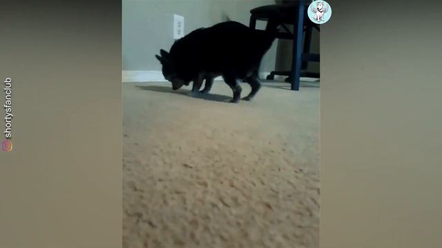 The story of this obese Chihuahua has moved animal lovers смотреть онлайн