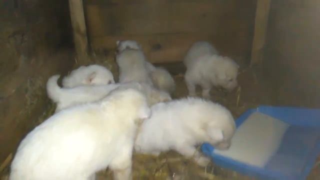 КОРМЛЮ ЩЕНКОВ НА НОЧЬ.