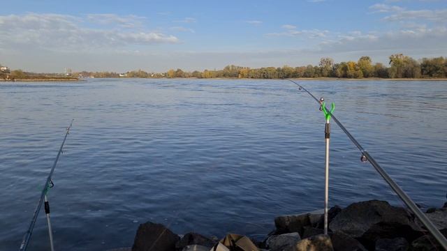 Ловля бычка для наживки на судака. Уловистая приманка для ловли судака. Рыбалка на реке Рейн. смотреть онлайн