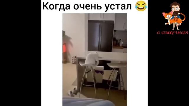 Приколы с котами! С ОЗВУЧКОЙ! Смешные коты и собаки! СМЕШНЫЕ ЖИВОТНЫЕ! смотреть онлайн