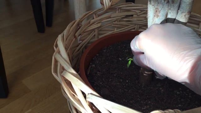 How to grow a thick tree with lots of leaves at the crown смотреть онлайн