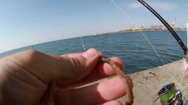 Поверхностная ловля кефали на бомбарду. Сарган, кефаль, дельфины. Красивая рыбалка на Черном море. смотреть онлайн