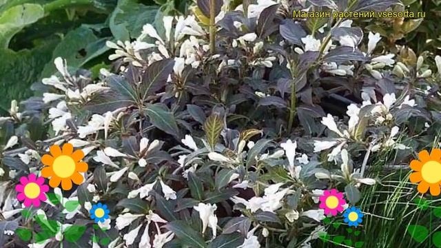 Вейгела цветущая Блэк энд Уайт. Краткий обзор, описание Weigela Florida Black And White