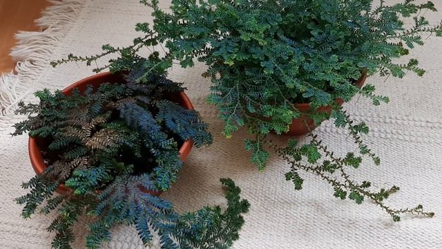 Редкие растения | Selaginella uncinata и selaginella willdenowii | Растения для флорариумов | смотреть онлайн