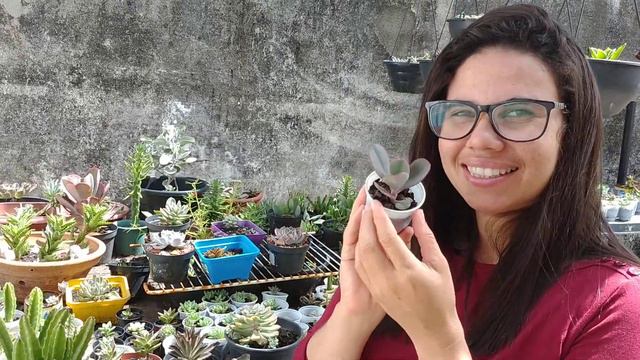 Orbea Variegata e outras plantas do nosso quintal. смотреть онлайн