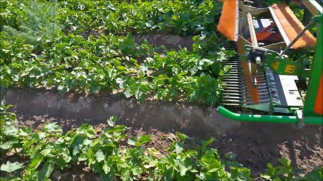 Weed control of scentless mayweed in parsnip смотреть онлайн