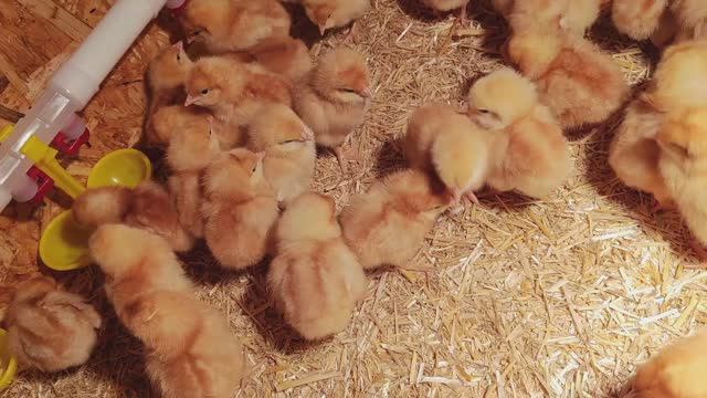 Купил 180 голов цыплят Ломан Браун смотреть онлайн