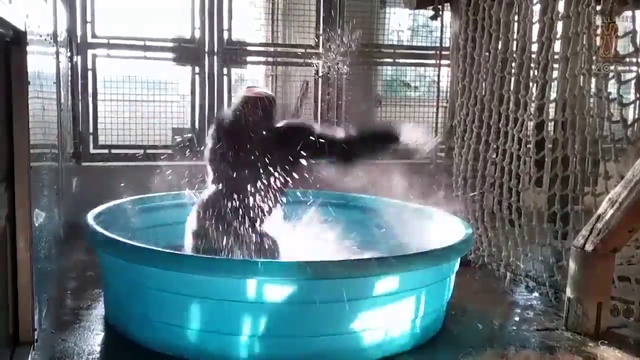 Горилла танцует в бассейне смотреть онлайн