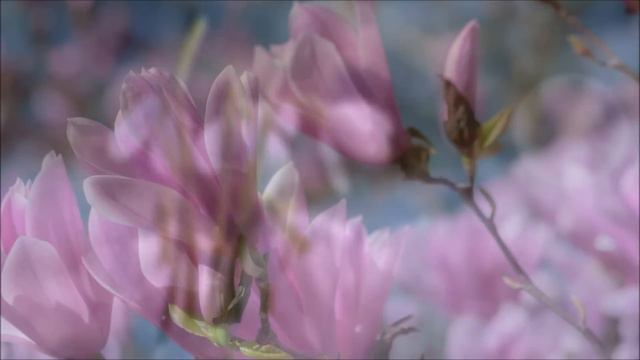 Spring Piano Relaxing Music, Musique Relaxante Piano Printemps, Весенняя Расслабляющая музыка