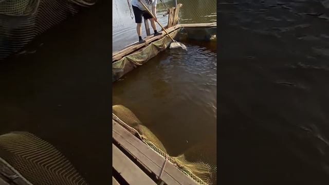 рыбалка в кокино. вечерний запуск осетра .18.05.21 смотреть онлайн